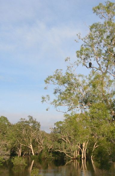 sea eagle