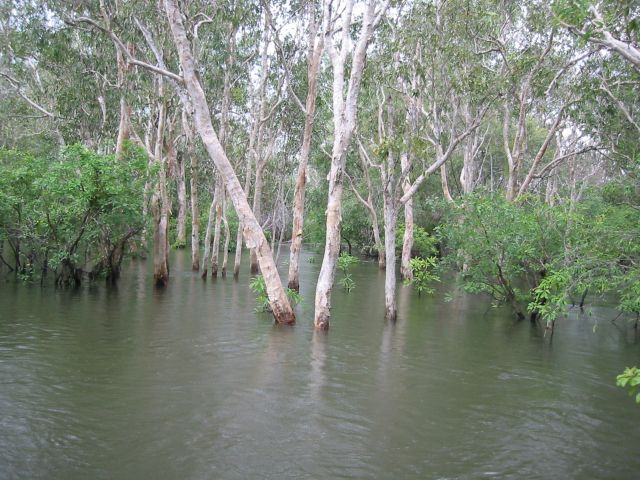 Yellow Water