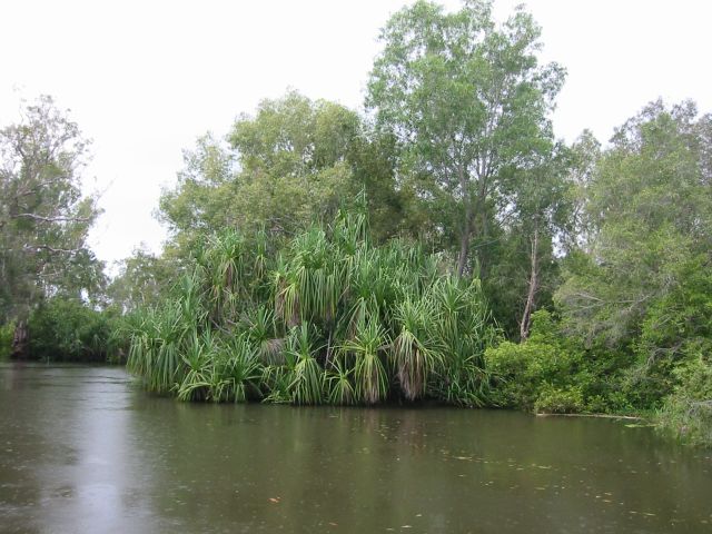 pandanus aquaticus