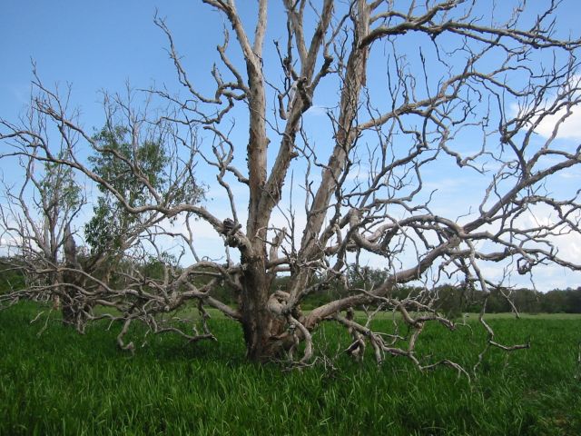 wetland