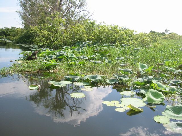 lillies